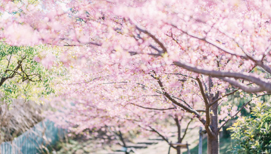 聖崎公園の河津桜